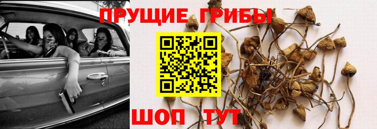 Галлюциногенные грибы MAGIC MUSHROOMS  Вход с VPN  Тулун 